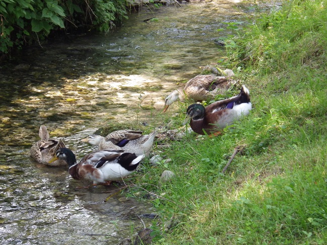 Enten auf Camp Vili